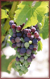 grapes