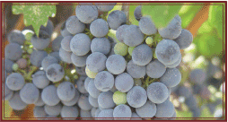 grapes